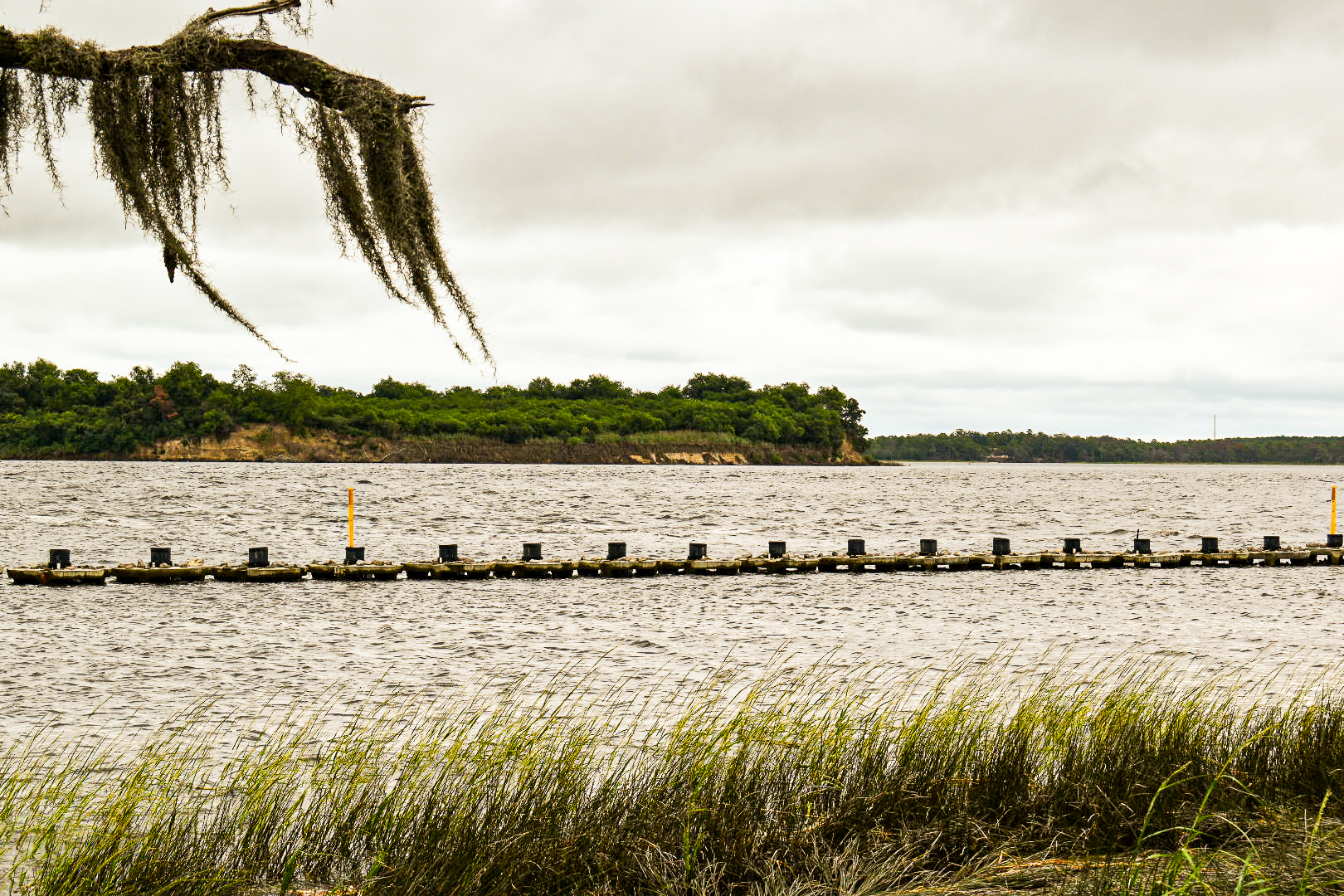 Oyster reef restoration line under Spanish moss, overcast sky