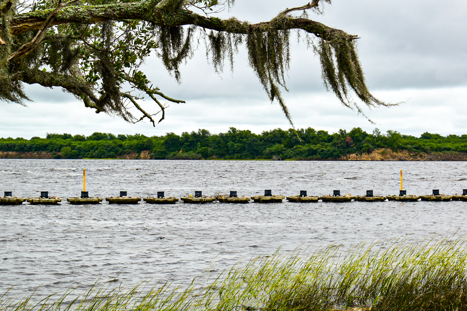 Oyster reef restoration line under Spanish moss